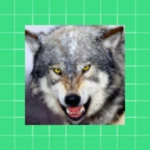 wolf wallpapers android application logo